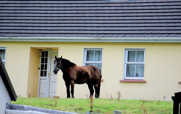 Symbolbild Wohnkosten: Pferd vor Haus